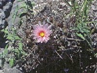 Thelocactus tulensis Tula Tam -045.jpg